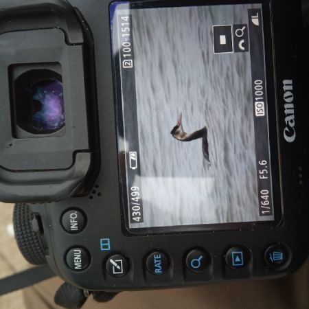 Haubentaucher  - Michał Polakowski