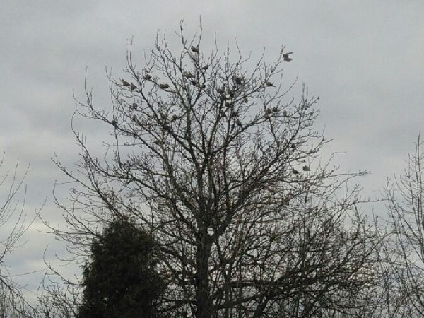 sierpówka  - Tomasz Zarzycki