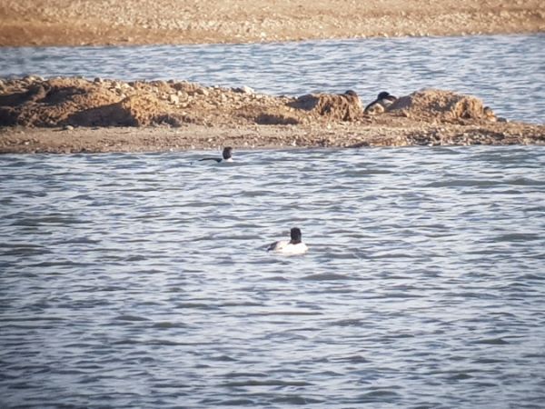 nurogęś  - Marcin Charymski