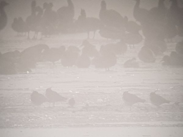 Alpenstrandläufer  - Marcin Charymski