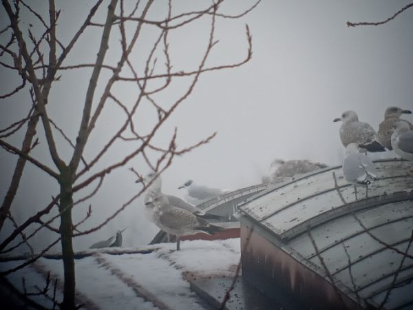 Schwarzkopfmöwe  - Michał Polakowski