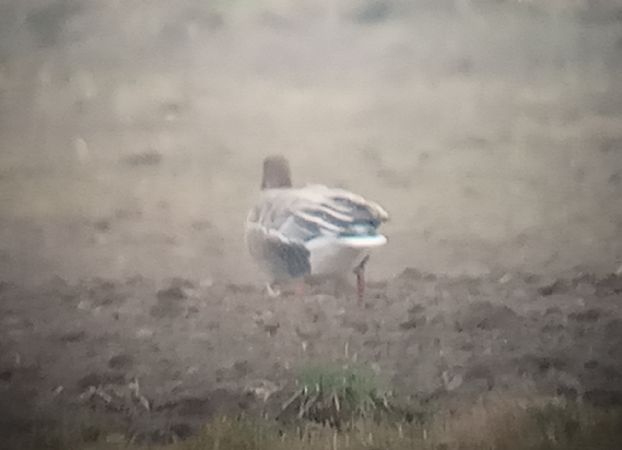 Kurzschnabelgans  - Michał Polakowski