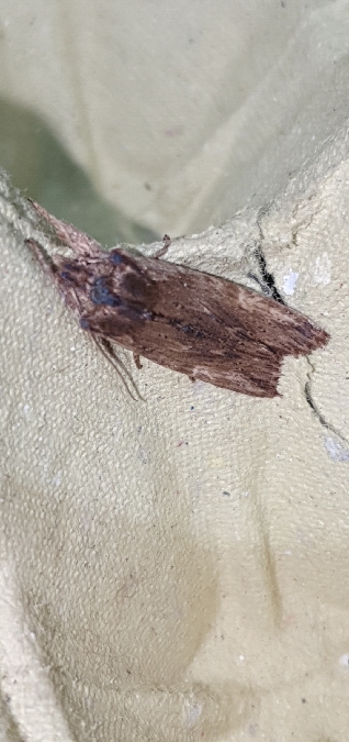 Lithophane semibrunnea  - Melchior Viallet