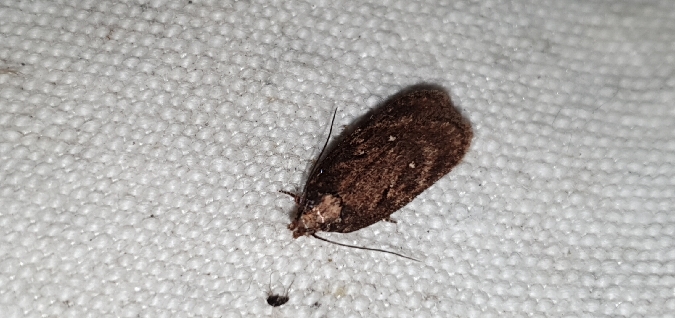 Depressaria albipunctella  - Melchior Viallet