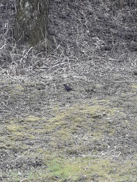 Amsel  - Karol Łanocha