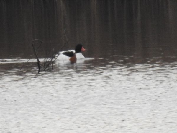 Tadorne de Belon  - Szymon Sendera