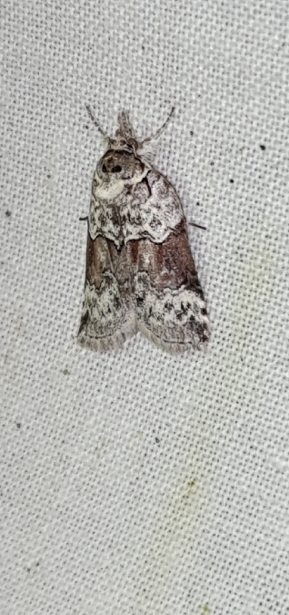 Nycteola siculana  - Melchior Viallet