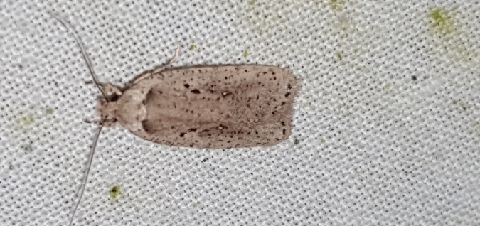 Agonopterix yeatiana  - Melchior Viallet