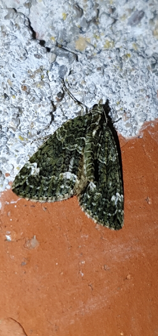 Chloroclysta siterata  - Melchior Viallet
