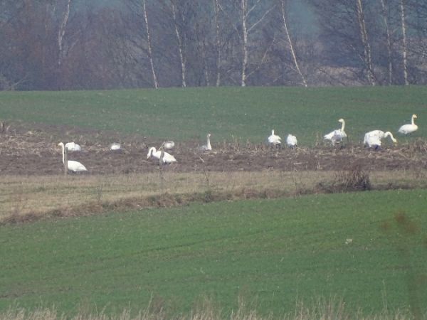 Singschwan  - Marek Bebłot