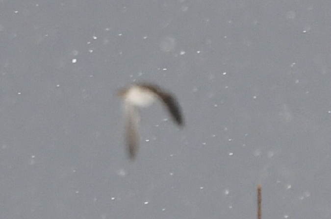 Bécassine sourde  - Marcin Sołowiej