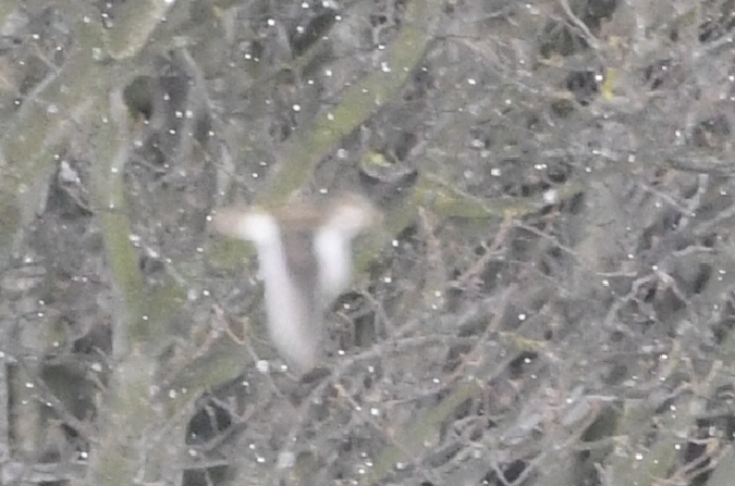 Zwergschnepfe  - Marcin Sołowiej