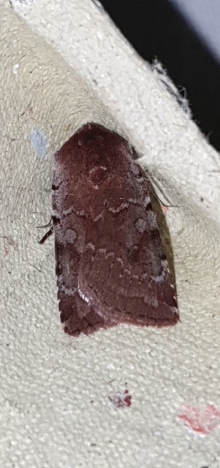 Cerastis rubricosa  - Melchior Viallet