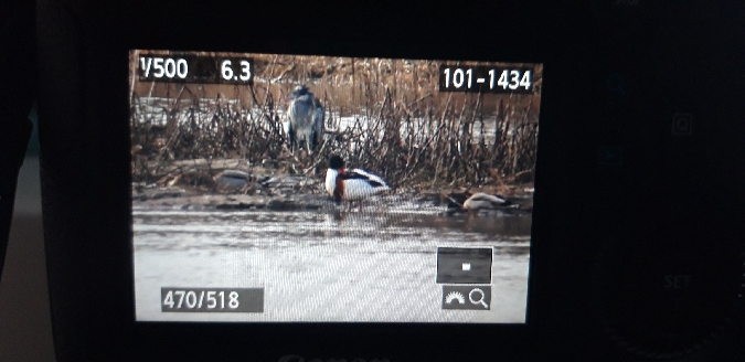 Brandgans  - Arkadiusz Stelmach