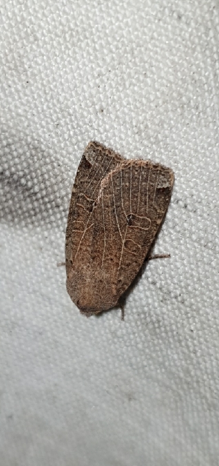 Conistra intricata  - Melchior Viallet