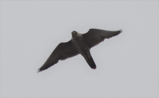 sokół wędrowny  - Patrycja Walczak