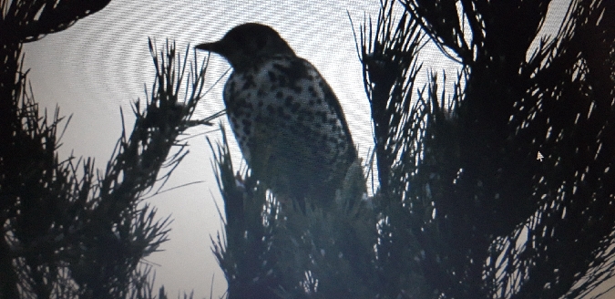 Misteldrossel  - Arkadiusz Stelmach