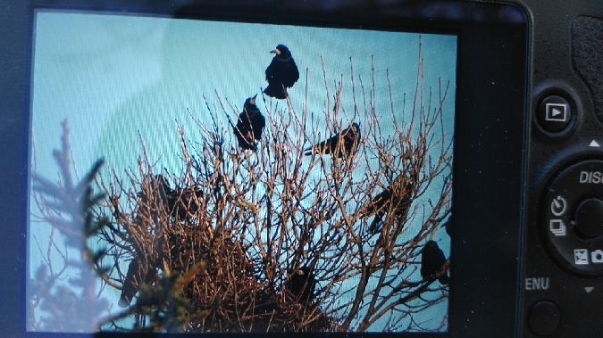 gawron  - Marek Bebłot