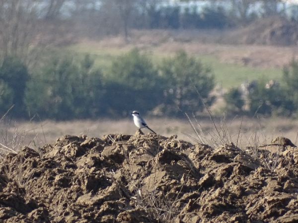 Raubwürger  - Marek Bebłot