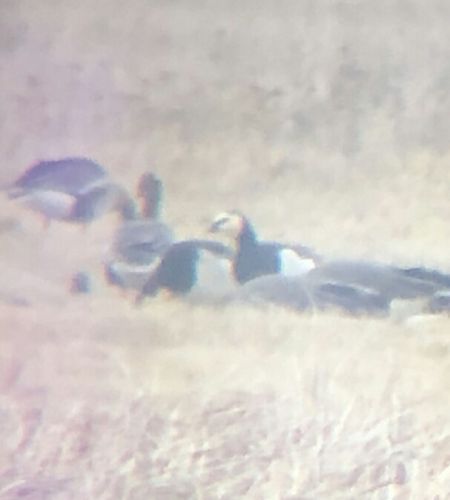 Weisswangengans  - Anna Kaniewska-Skoczylas