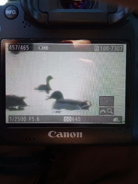 Little Grebe  - Michał Polakowski