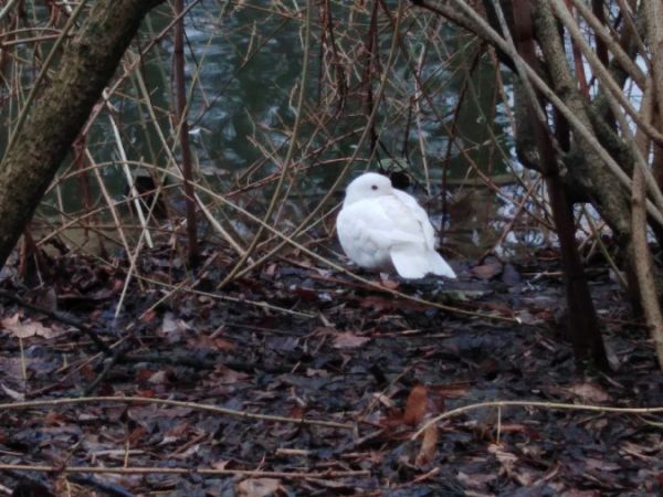 mandarynka  - Bartłomiej Kusal