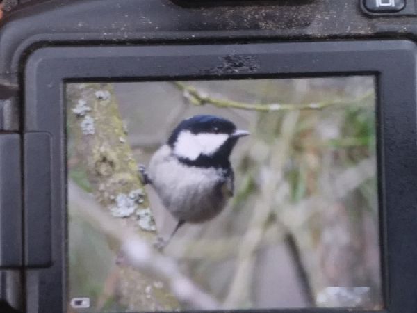 Tannenmeise  - Robert Wakulski