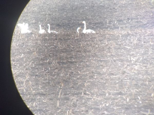 Cygne de Bewick  - Dariusz Węcławek