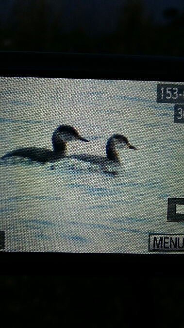 perkoz rdzawoszyi  - Andrzej Dylik