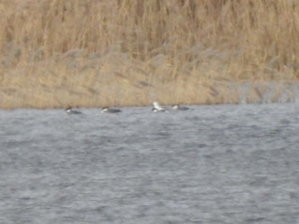 bielaczek  - Szymon Sendera