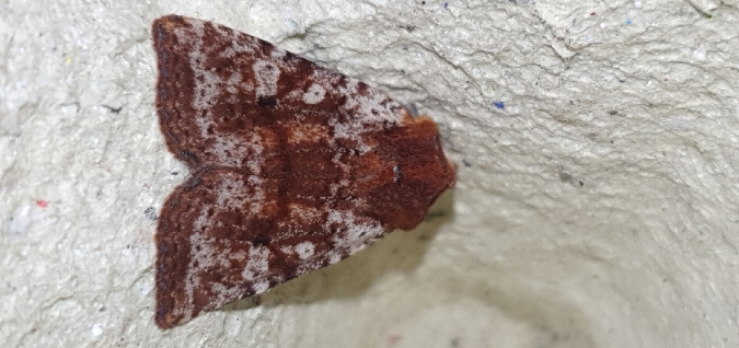 Conistra staudingeri  - Melchior Viallet