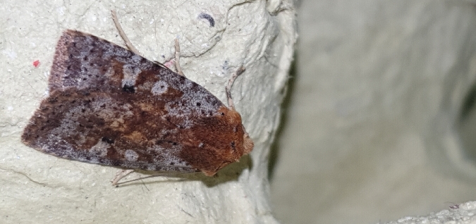 Conistra staudingeri  - Melchior Viallet