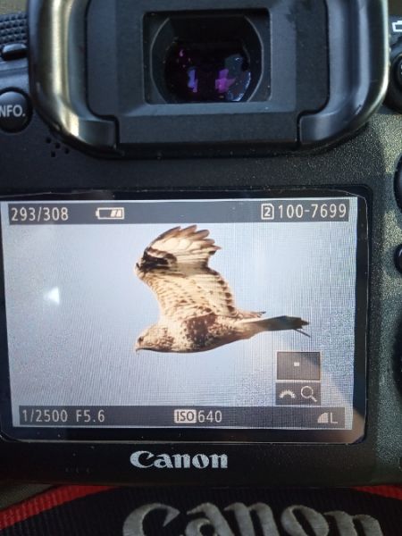 Raufussbussard  - Michał Polakowski