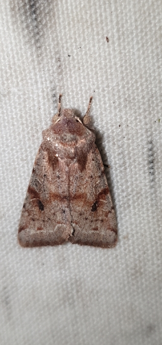 Orthosia incerta  - Melchior Viallet