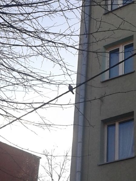 Türkentaube  - Karol Łanocha