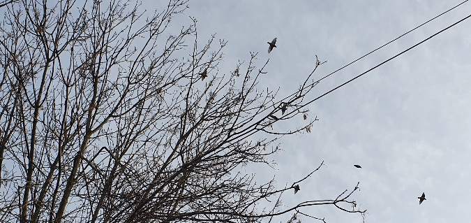 jemiołuszka  - Anna Kamilewicz-Wicik