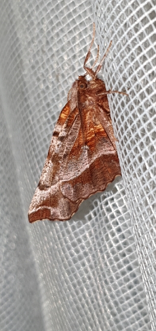 Selenia dentaria  - Melchior Viallet