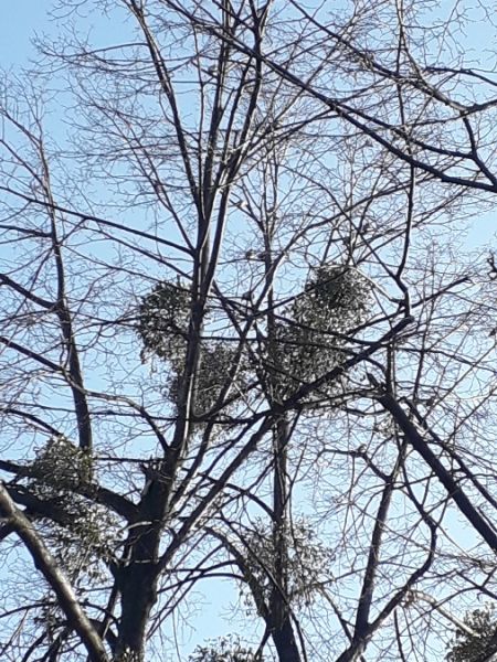 Jaseur boréal  - Karol Łanocha