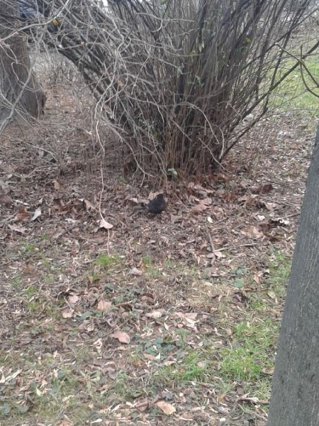 Amsel  - Karol Łanocha