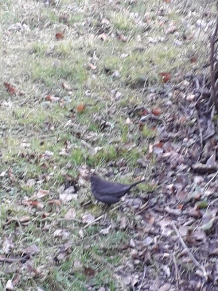 Amsel  - Karol Łanocha