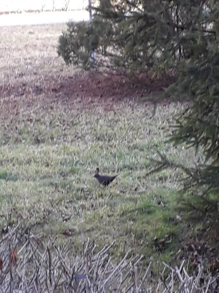 Amsel  - Karol Łanocha