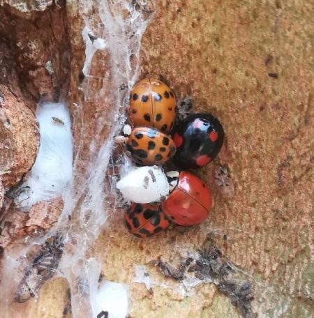 Coccinelle asiatique  - Thomas Lux