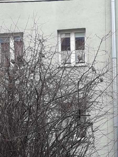 wróbel  - Karol Łanocha