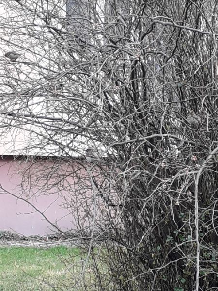 wróbel  - Karol Łanocha