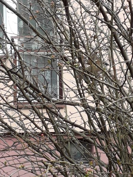 Haussperling  - Karol Łanocha