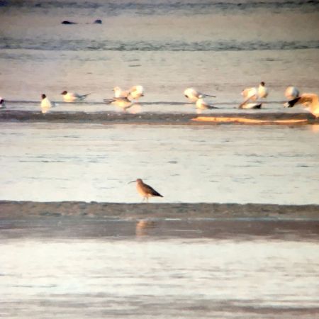 Regenbrachvogel  - Krzysztof Tabernacki