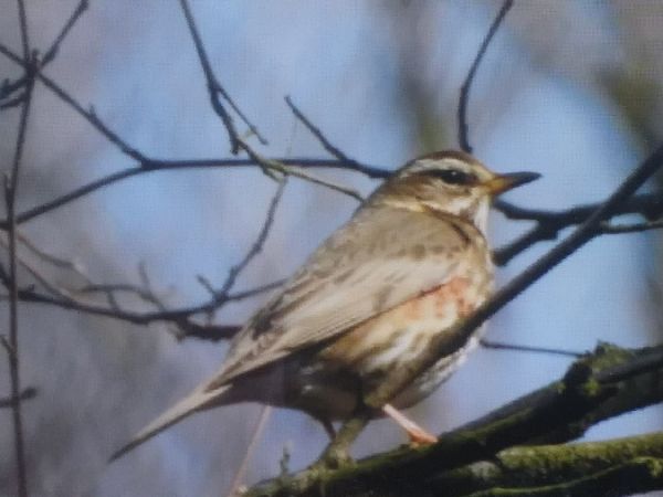 droździk  - Robert Wakulski