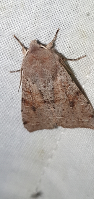 Orthosia incerta  - Melchior Viallet