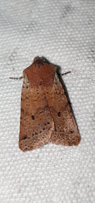 Spudaea ruticilla  - Melchior Viallet