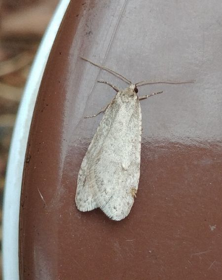 Semioscopis avellanella 